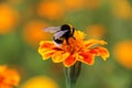 Bumblebee drink nectar on tagetes flower Royalty Free Stock Photo