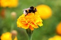 Bumblebee drink nectar on tagetes flower Royalty Free Stock Photo
