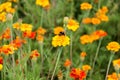 Bumblebee drink nectar on tagetes flower Royalty Free Stock Photo