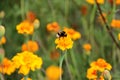 Bumblebee drink nectar on tagetes flower Royalty Free Stock Photo