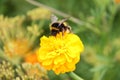 Bumblebee drink nectar on tagetes flower Royalty Free Stock Photo