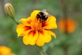 Bumblebee drink nectar on tagetes flower Royalty Free Stock Photo