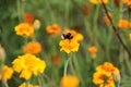 Bumblebee drink nectar on tagetes flower Royalty Free Stock Photo
