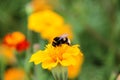 Bumblebee drink nectar on tagetes flower Royalty Free Stock Photo