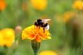 Bumblebee drink nectar on tagetes flower Royalty Free Stock Photo