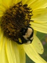 Bumblebee drinking nectar from yellow flower