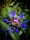 Bumblebee drinks nectar on a cornflower on a sunny day in a meadow Royalty Free Stock Photo