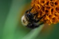 Bumblebee is eating nectar on a flower, Bombus, Arthropoda, Hymenoptera, Apocrita, Apidae Royalty Free Stock Photo