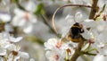 Bumblebee eating pollen from plum flower Prunus domestica subsp. syriaca Royalty Free Stock Photo