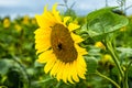 Bumblebee eats and pollinates flower of sunflower Royalty Free Stock Photo