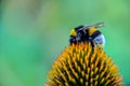 Bumblebee on Echinacea Flower purple coneflower Royalty Free Stock Photo