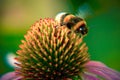 Bumblebee on Echinacea Flower purple coneflower Royalty Free Stock Photo