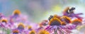 Bumblebee and Echinacea flowers Royalty Free Stock Photo