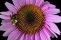 Bumblebee on echinacea in the garden. Royalty Free Stock Photo