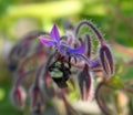 A Bumblebee extracting nectar from blue Borage flowers.