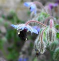 A Bumblebee extracting nectar from a blue Borage flowers. Royalty Free Stock Photo