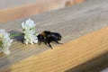 Bumblebee extracting nectar from flower on a bench