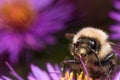 Bumblebee extracts pollen from purple aster flower Royalty Free Stock Photo