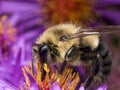 Bumblebee extracts pollen from purple aster flower Royalty Free Stock Photo