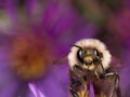 Bumblebee extracts pollen from purple aster flower Royalty Free Stock Photo