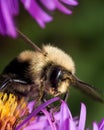 Bumblebee extracts pollen from purple aster flower Royalty Free Stock Photo