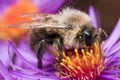 Bumblebee extracts pollen from purple aster flower Royalty Free Stock Photo