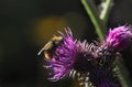 Bumblebee /family Bombus/ on the flower thistle/Onopordum acanthium/