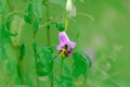 Bumblebee feasting on the fresh morning nectar Royalty Free Stock Photo