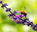 Bumblebee feeding on Basel flower. Royalty Free Stock Photo