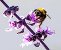 Bumblebee feeding on Basel flower. Royalty Free Stock Photo