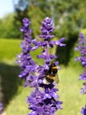 Bumblebee feeding on blue salvia flower Royalty Free Stock Photo