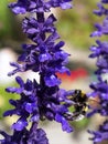 Bumblebee feeding on blue salvia flower Royalty Free Stock Photo