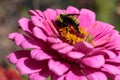 A bumblebee feeding busily on a hot pink zinnia Royalty Free Stock Photo