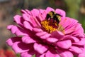 A bumblebee feeding busily on a pink zinnia Royalty Free Stock Photo