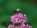 Bumblebee feeding on flowers on Swamp Milkweed