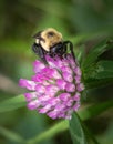 Bumblebee feeding on a group of small pink flowers