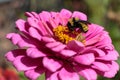 A bumblebee feeding intently on a pink zinnia Royalty Free Stock Photo