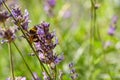 Bumblebee feeding on a lavender flower. A closeup shot of a bumblebee Bombus on purple lavender flower with a blurred background Royalty Free Stock Photo