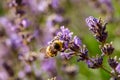 Bumblebee feeding on a lavender flower. A closeup shot of a bumblebee Bombus on purple lavender flower with a blurred background Royalty Free Stock Photo