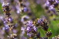 Bumblebee feeding on a lavender flower. A closeup shot of a bumblebee Bombus on purple lavender flower with a blurred background Royalty Free Stock Photo