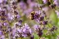 Bumblebee feeding on a lavender flower. A closeup shot of a bumblebee Bombus on purple lavender flower with a blurred background Royalty Free Stock Photo