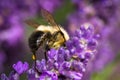 Bumblebee feeding on lavender flowers