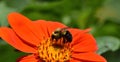 Bumblebee feeding on Mexican Sunflower Royalty Free Stock Photo