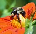 Bumblebee feeding on Mexican Sunflower Royalty Free Stock Photo