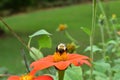 Bumblebee feeding on Mexican Sunflower Royalty Free Stock Photo