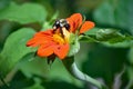 Bumblebee feeding on Mexican Sunflower in garden Royalty Free Stock Photo