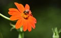 Bumblebee feeding on nectar from Mexican Sunflower Royalty Free Stock Photo