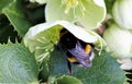 Close up Bumblebee feeding on nectar