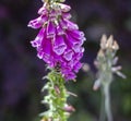 Bumblebee feeding on a Pink Foxglove Royalty Free Stock Photo