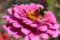 A bumblebee feeding on a pink zinnia Royalty Free Stock Photo